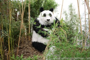 The panda in the tropical zone at the Hessentag in Oberursel