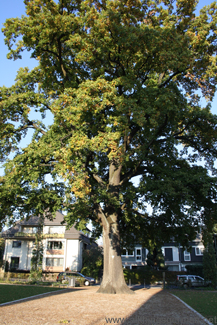 Friedenseiche (peace oak) in the Adenauerallee in Oberursel