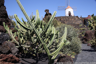 The Cactus Garden at Guatiza on Lanzarote