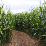 Maislabyrinth - a maze made out of maize